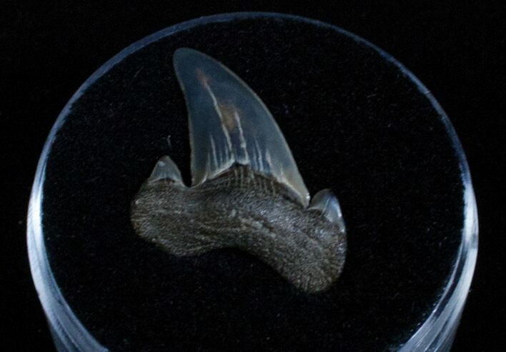 Otodus Obliquus Fossil Shark Tooth - Maryland #3203